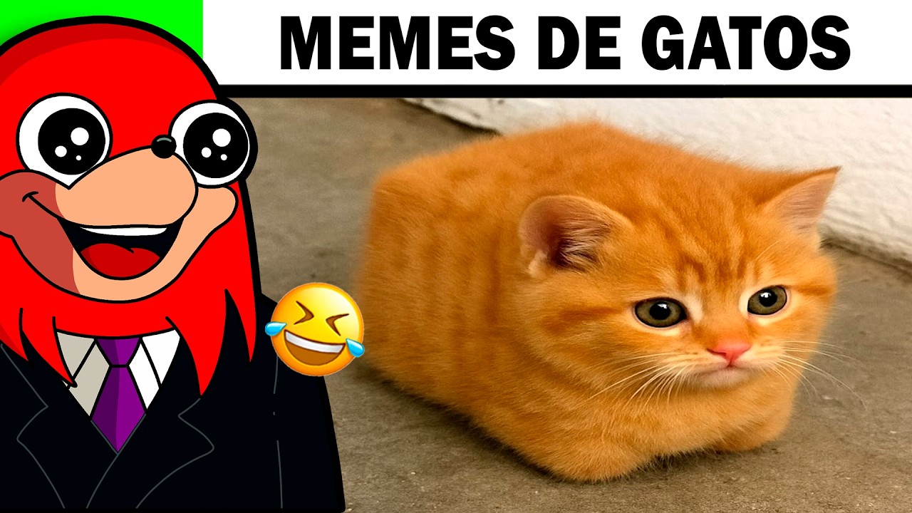 20 MINUTES of the BEST CAT MEMES 🤣😸