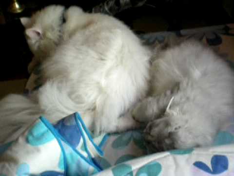 fluffy n si kecik fight.