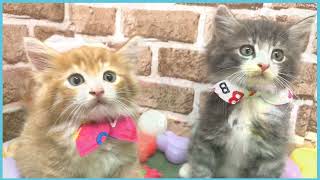 ペットショップCOO&RIKU No00705013(ノルウェージャンフォレストキャット)