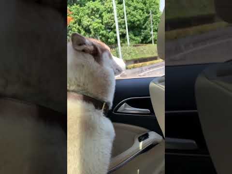 Actress Pranitha Enjoying With Her Dog | Funny Love Video's | Unseen Video | Latest Updates