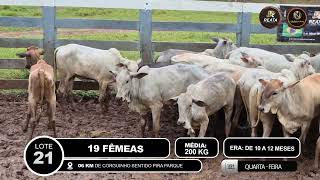 Vídeo LOTE 21