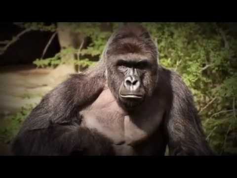 ESPN 30 for 30: Harambe