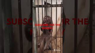 Subscribe bc of Jim the monkey #funny #monkey