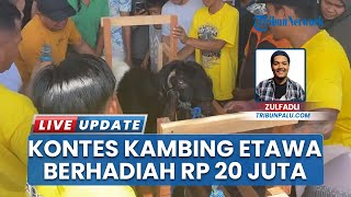 Kontes Kambing Etawa Piala Arus Cup Digelar di Palu, Total Hadiah Capai Rp20 Jut
