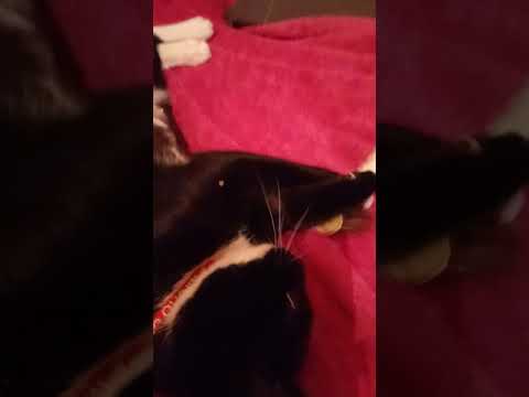 download lagu mp3 mp4 Jolly Cat Toy, download lagu Jolly Cat Toy gratis, unduh video klip Jolly Cat Toy