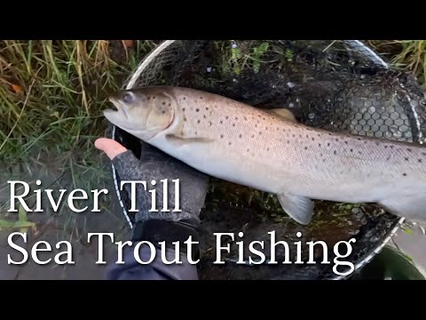 Fly fishing for Sea Trout