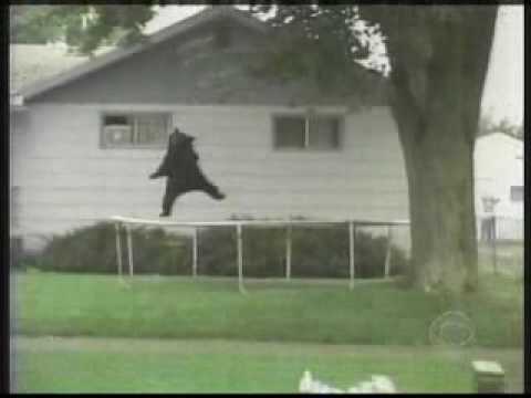 bear falling out of tree
