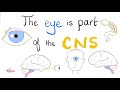 The Eye Is Part Of The CNS Optic Nerve CN II Ophthalmology Neuro Basics