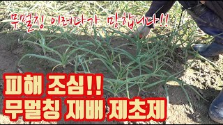무멀칭 마늘 재배 기술의 필수!!! 제초제!!! 풀관리!!! 수분 관리!!!! 물을 얼마나 줘야할까???