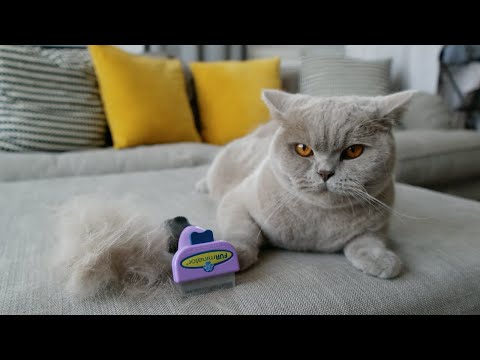 Furminator vs Other Brushes on British Short Hair Cat