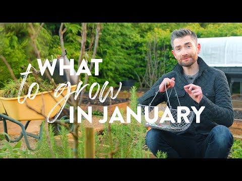 1月に何を育てるか |よくある「何を蒔くか」のビデオではありません。