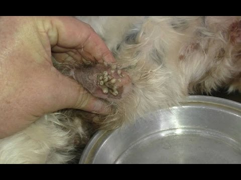 Giardia behandeling pup
