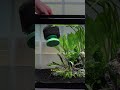 Why Sponge Filters Are The BEST