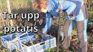 Kan man odla potatis bara genom att täcka den med grässvål? Vi skördar vårens experiment.