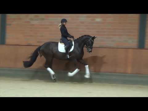 Hof Brüning - Mats v. Millennium - Don Schufro, Wallach, geb. 2016