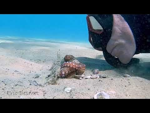 Wiley Octopus Punches Diver || ViralHog