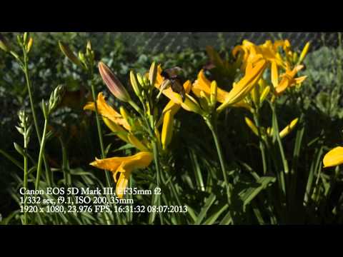 Magic Lantern Canon 5D Mark iii firmware 1.2.3 Raw (MLV) | Shot by @AlexanderKing_