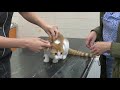 Run op vaccin tegen dodelijke kattenziekte bij dierenkliniek