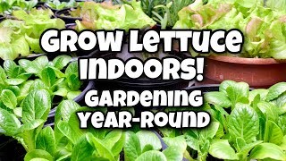 How to Grow Lettuce Indoors - Gardening Year-Round