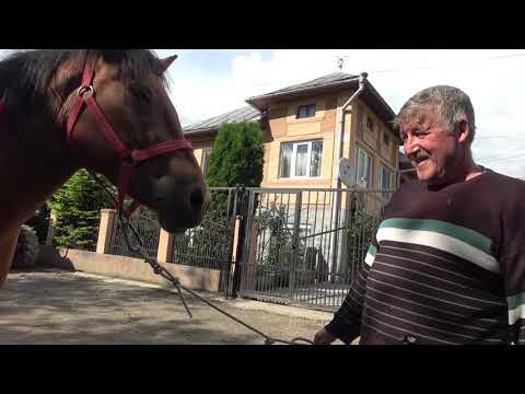 Iapa lui Nelu de la Ciceu Mihaiesti, Bistrita Nasaud - 2019