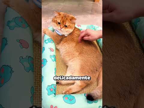 O aquário virou a obsessão desses gatos 😳