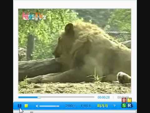 Sumatran Tiger vs Male African Lion, Lion submits!!
