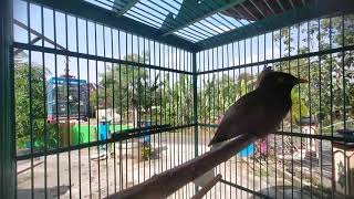 Download lagu jalak nias betina gacor untuk pancingan & masteran jalak nias jantan macet bunyi agar gacor mp3 Download lagu jalak nias betina gacor untuk pancingan & masteran jalak nias jantan macet bunyi agar gacor mp3