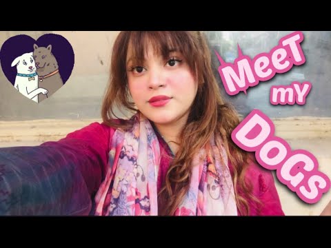 Meet my Dogs | I am going somewhere & much more