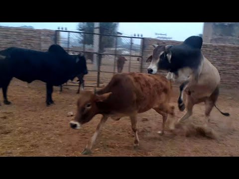 small cow!Big bull masti full enjoy sex video Animals lovers Rajasthan ##