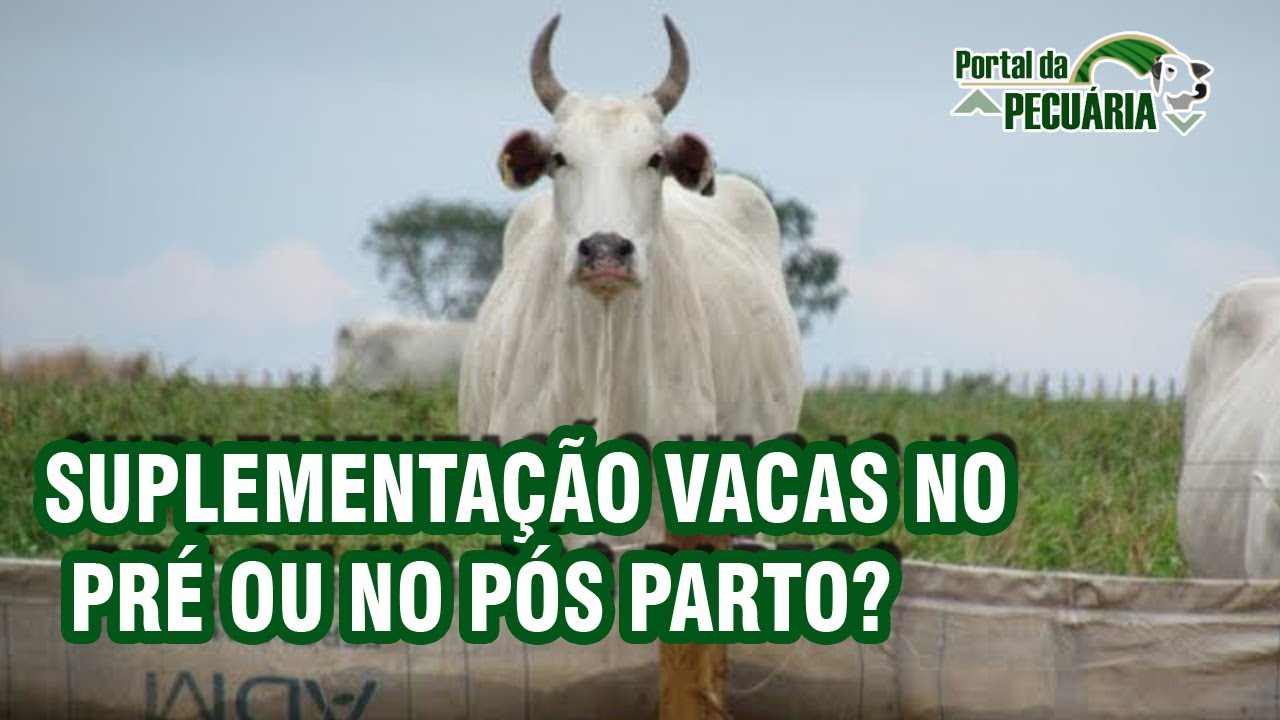 Suplementação de vacas no pré ou no pós parto?
