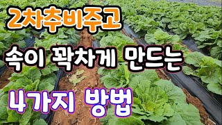 김장배추 2차추비후 결구 시작되면 이것 4가지만 잘해도 속이 곽찬 배추 만든다 황금배추