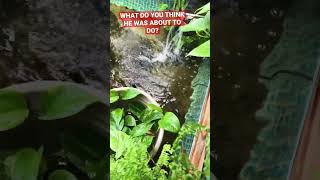 Download lagu Giant SILVER AROWANA mp3 Download lagu Giant SILVER AROWANA mp3