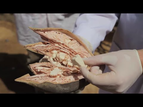 Baobab is Ancient African Superfood  that adds resilience to your gut health.