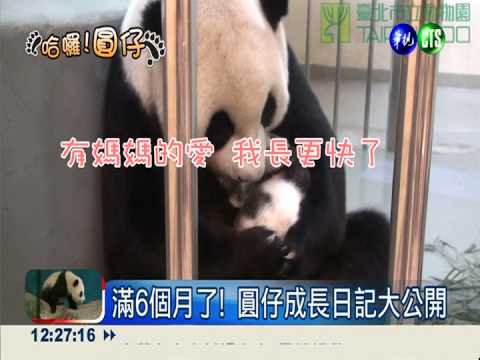 滿6個月了! 圓仔成長日記大公開