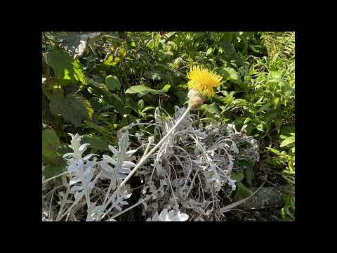 image : Samedi au jardin : "Les Charmilles" Ehpad en Charente