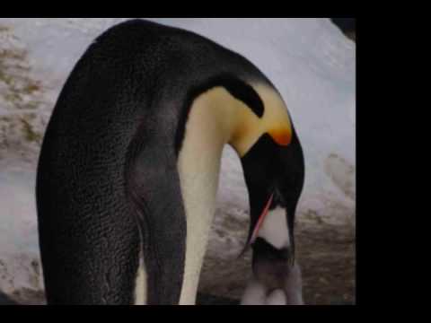 A mi padre-Los halcones del norte