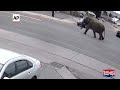 Escaped circus elephant stops traffic in Butte, Montana - Video