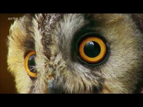 Der Flug der Eule - Doku von arte - HD