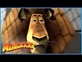 DreamWorks Madagascar Big Cat Back In The Zoo Madagascar 3 Europe S Most Wanted Kids Movies