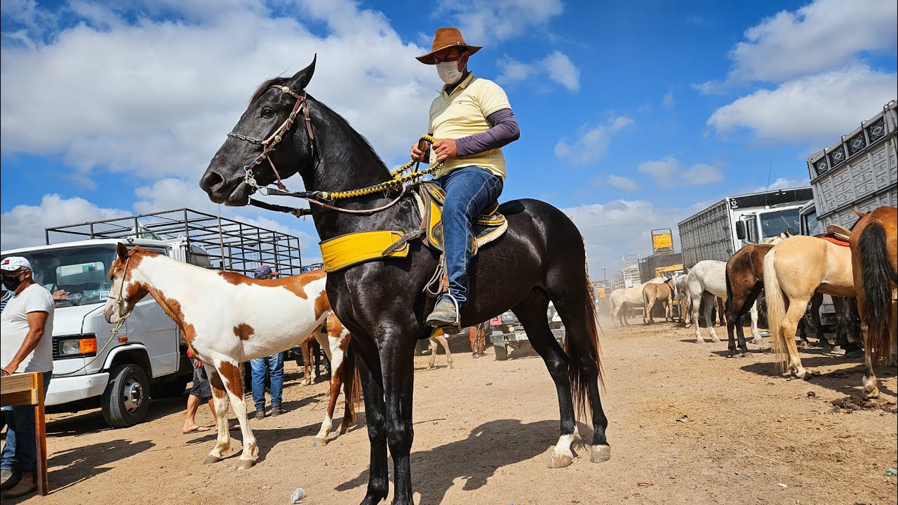 FEIRA DE CAVALOS DE CARUARU PE, SÓ ANIMAL DE LUXO, TERÇA FEIRA, 19/11/24 #nordeste