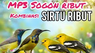 Download lagu Suara Pikat Sogon Kombinasi Burung Sirtu Ribut Terancam mp3
