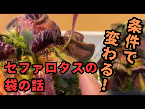 園芸 アルバニー ウォータージャグ セファロタス
