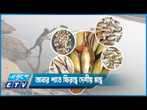 খাল-বিল ও তিস্তা নদীর ১০ জাতের মাছ ফিরিয়ে এনেছে মৎস্য গবেষণা ইনষ্টিটিউট | ETV News