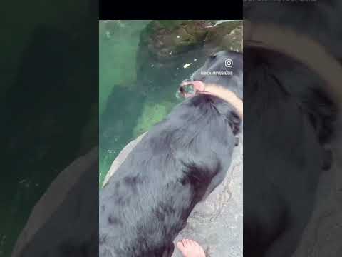 Cascadas de Loma Grande, también conocido como Pozo Azul en Cocle… tremendo sitio 100% recomendado!