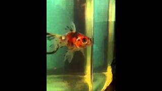 Fishy singing "I'm a Goner"-Matt & Kim