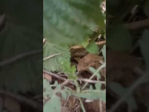 village life is heaven #gao ka mnzr #tamil #song#love #views#villagelife #ruwan #nature #viral#video