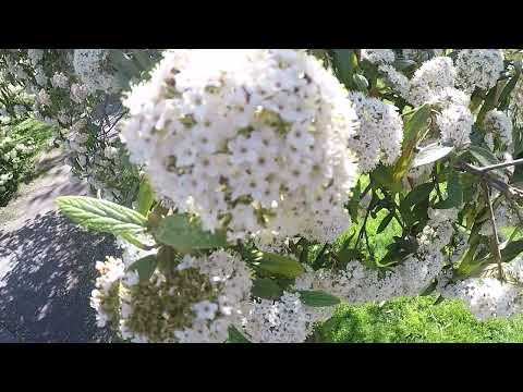 Cammy-Kun - Intro: Bloom (Music Video)