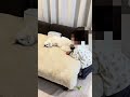 猫と1歳児