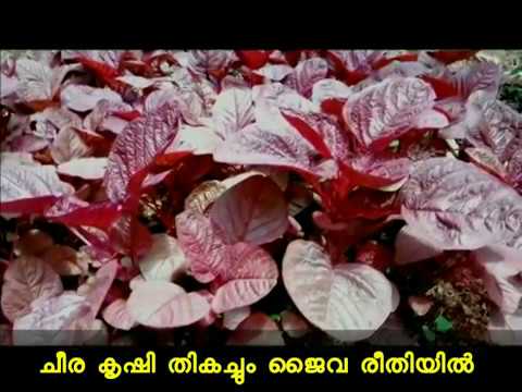 download lagu mp3 mp4 How To Grow Cheera, download lagu How To Grow Cheera gratis, unduh video klip How To Grow Cheera