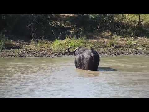 Djuma: Buffalo herd resting-another swims across the dam - 13:19 - 06/15/2023